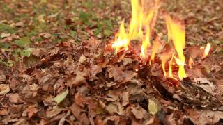 burning leaves